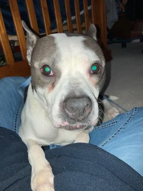 An adult large-sized female Boxer dog named Bouncy Bella Boo for adoption in Philadelphia, PA