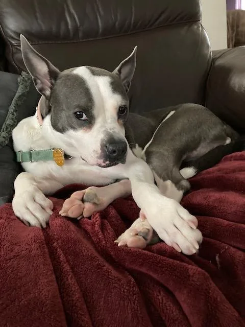 Bouncy Bella Boo thumbnail 2