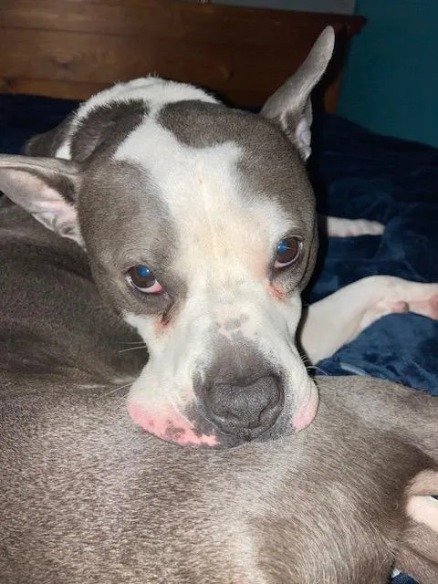 Bouncy Bella Boo thumbnail 3