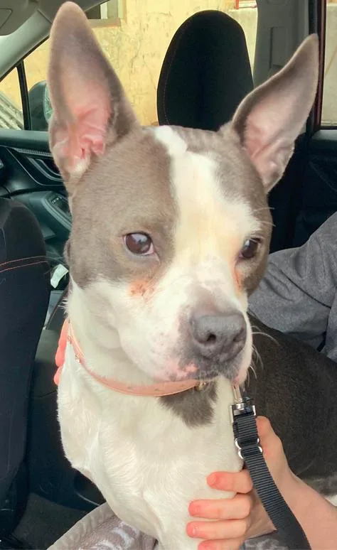 Bouncy Bella Boo thumbnail 4