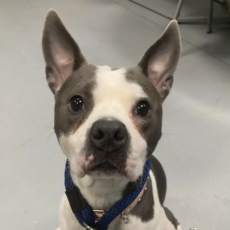 Bouncy Bella Boo thumbnail 5