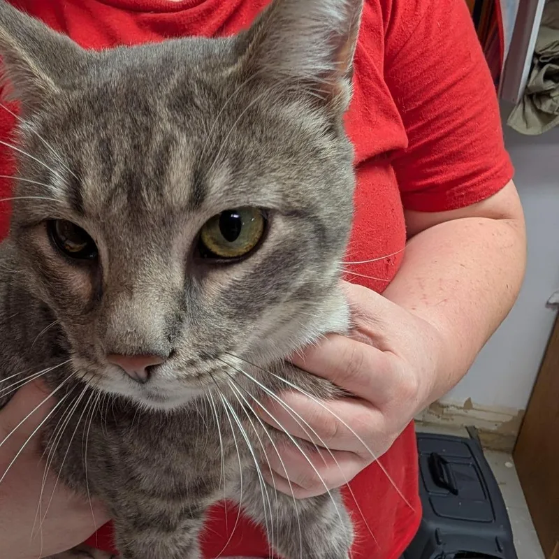 An adult medium-sized male Gray / Blue / Silver Domestic Short Hair cat named Roger for adoption in Leander, TX