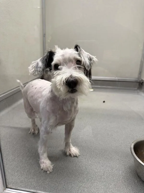 An adult small-sized male Maltese dog named Ray Ray for adoption in Victorville, CA