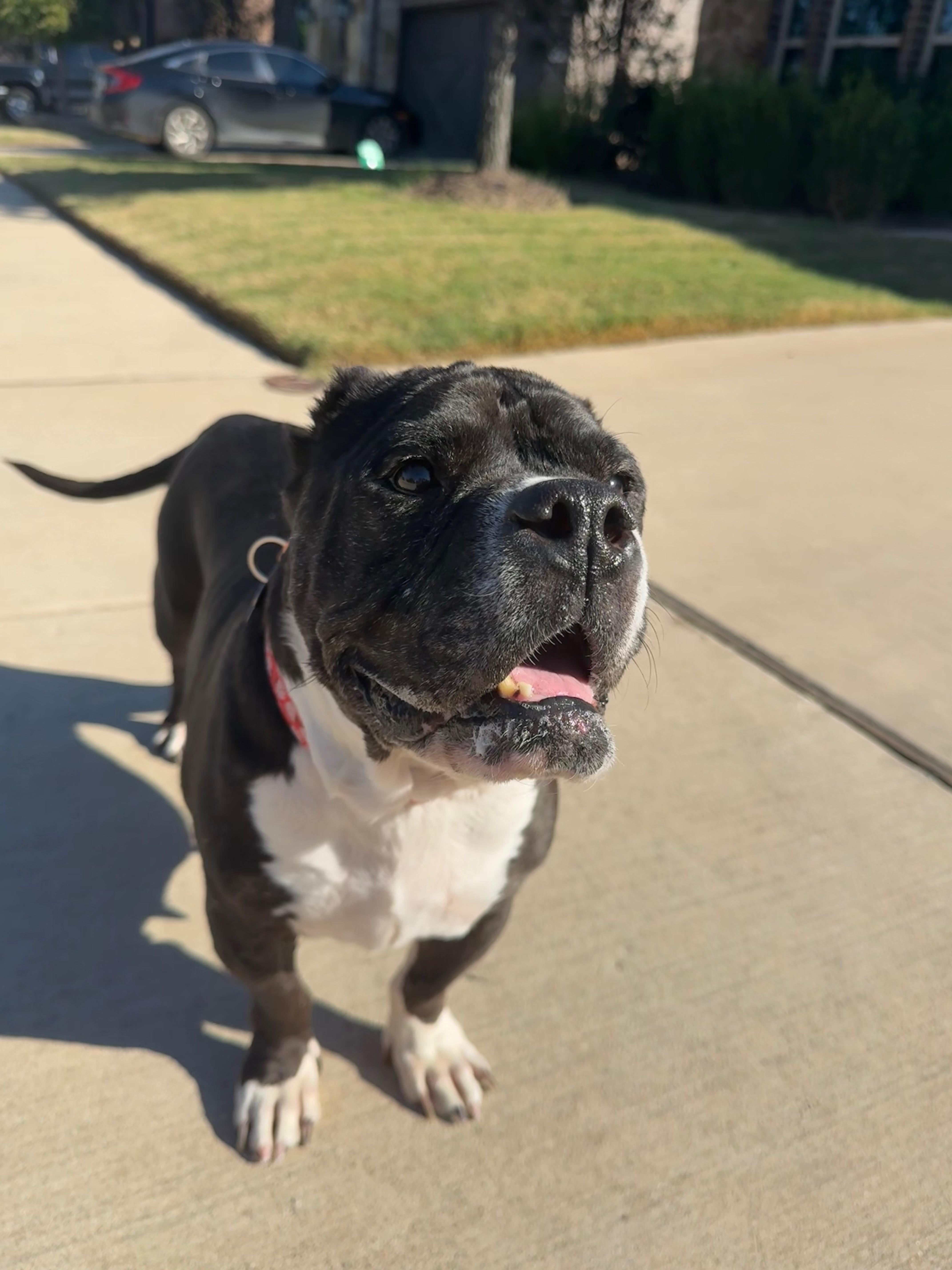A senior medium-sized female Pit Bull Terrier dog named Minnie for adoption in Plano, TX