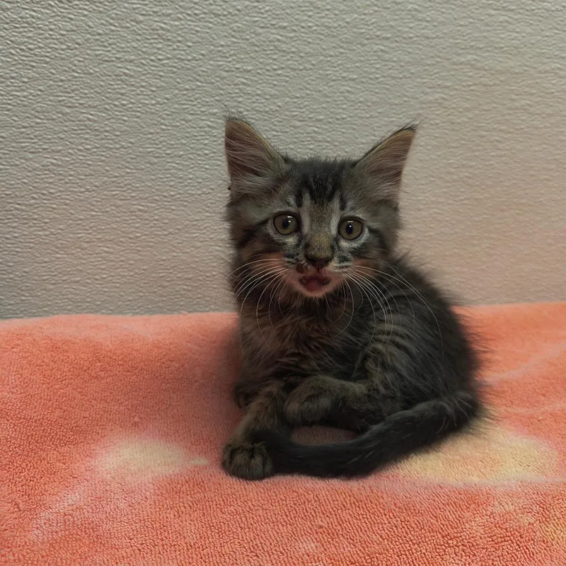 Stray Hold Gumbo