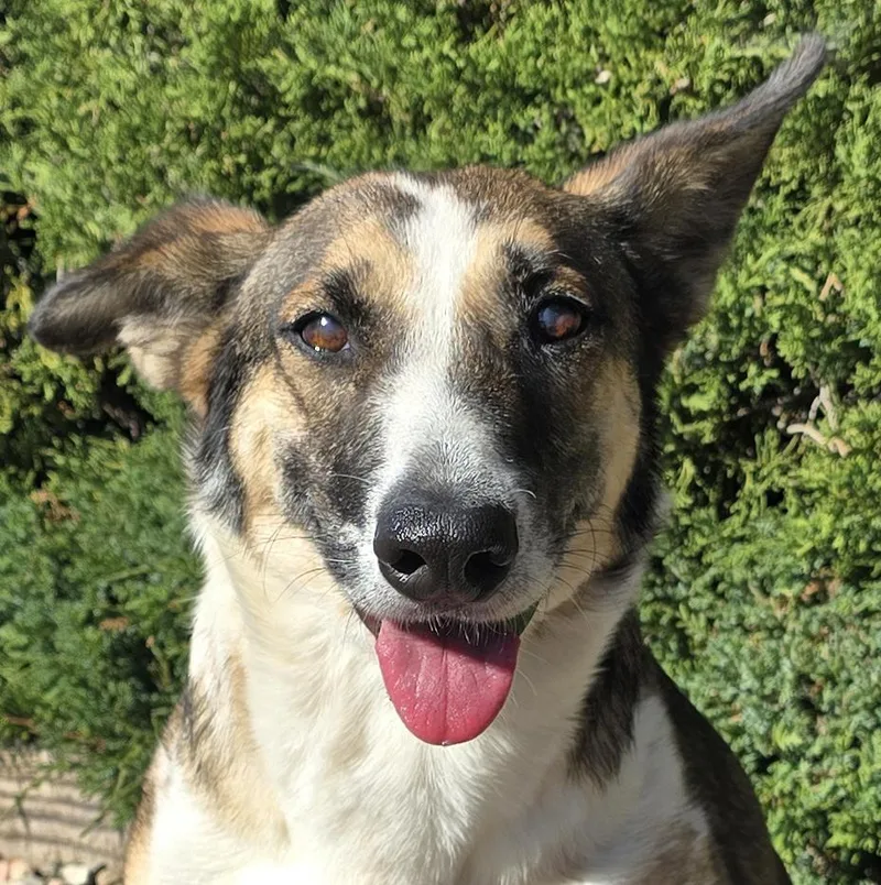 A young medium-sized female Tricolor (Brown, Black, & White) Smooth Collie dog named Serene Ms Shay for adoption in Albuquerque, NM