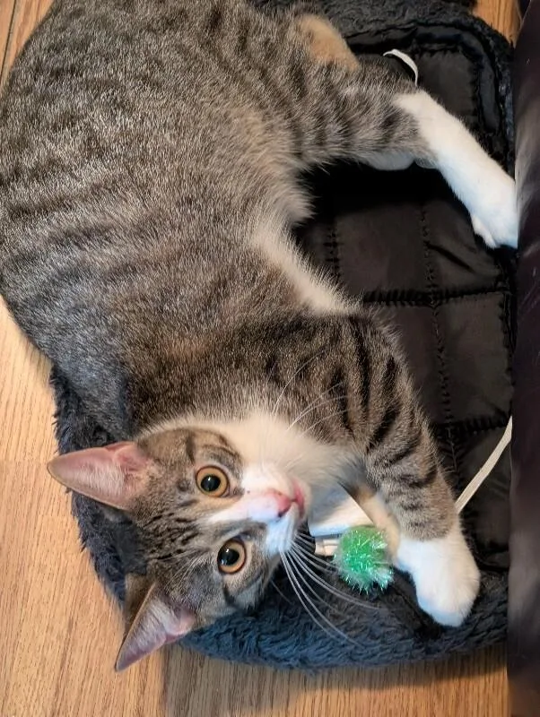 A young medium-sized male Tabby (Brown / Chocolate) Domestic Short Hair cat named Tollhouse for adoption in Adrian, MI