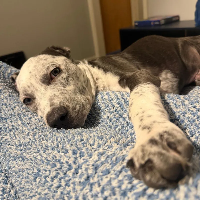 A baby medium-sized male Gray / Blue / Silver Pit Bull Terrier dog named Sully D for adoption in Minnetonka, MN