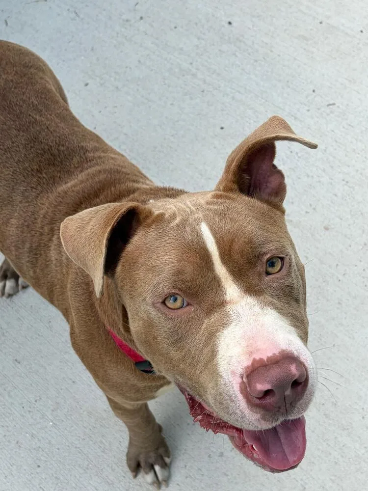 A young medium-sized male Gray / Blue / Silver Mixed Breed dog named Gator for adoption in Leverett, MA