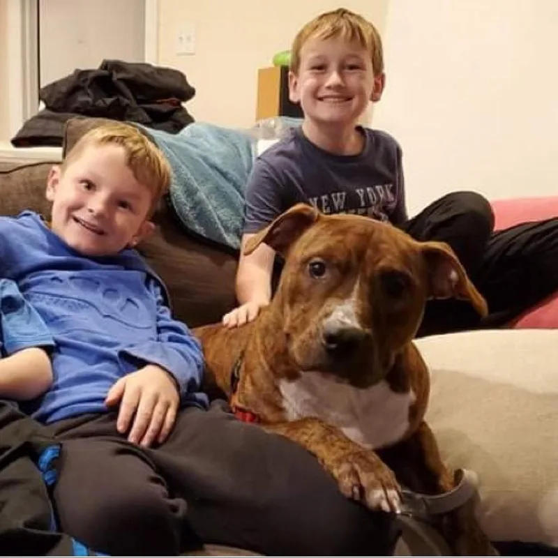 An adult medium-sized male Brown / Chocolate Mixed Breed dog named Tye for adoption in Wheeling, IL