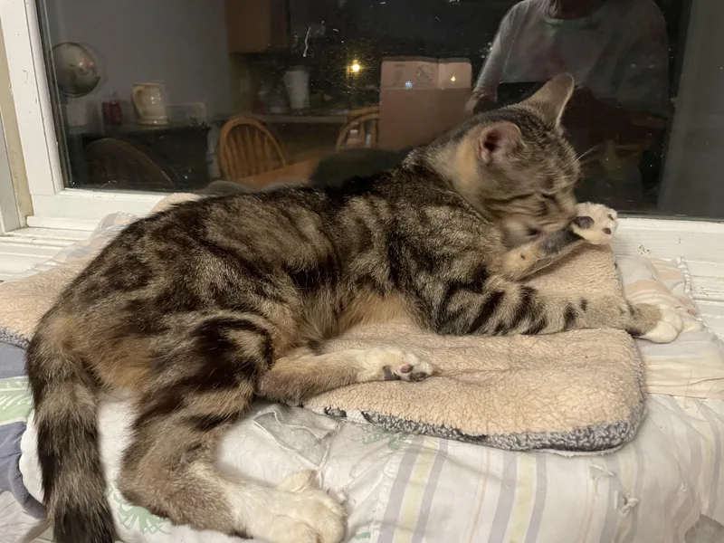A senior medium-sized female Tabby (Brown / Chocolate) Domestic Short Hair cat named Angel for adoption in Pompton Lakes, NJ