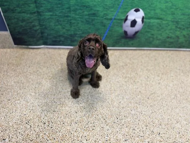 An adult small-sized female Cocker Spaniel dog named Hershey for adoption in Miami, FL