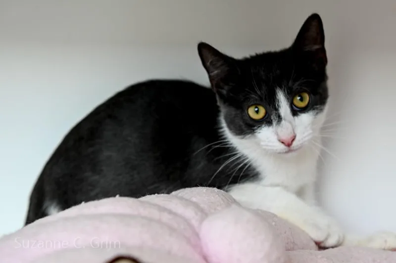 A baby medium-sized male Domestic Short Hair cat named Manny for adoption in New Orleans, LA
