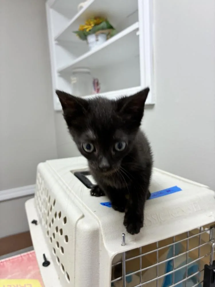 A baby small-sized female Black Domestic Short Hair cat named Doodah for adoption in Marietta, GA