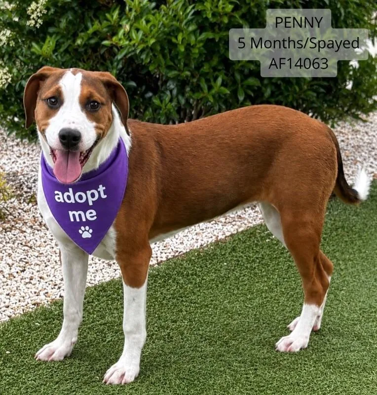 Penny thumbnail 2