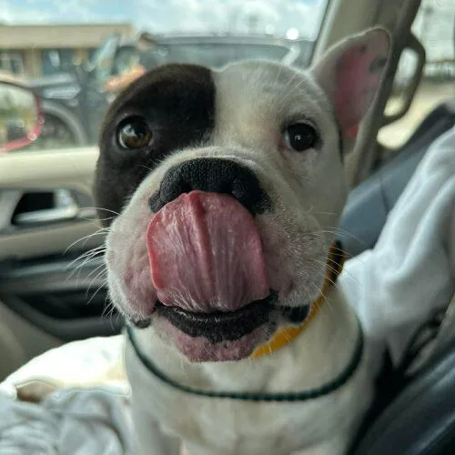 A young medium-sized male American Bulldog dog named Wilbur for adoption in Edmond, OK