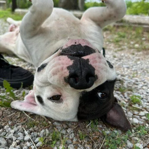 Wilbur thumbnail 2