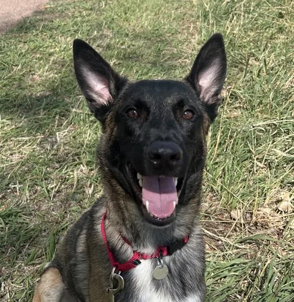 A young medium-sized male Belgian Shepherd / Malinois dog named Hercules for adoption in Golden, CO