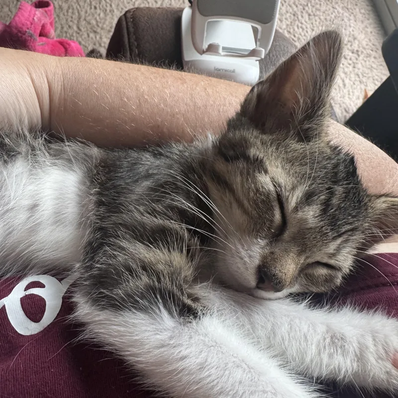 A baby medium-sized female Tabby (Brown / Chocolate) Tabby cat named Penelope for adoption in Wyandotte, MI
