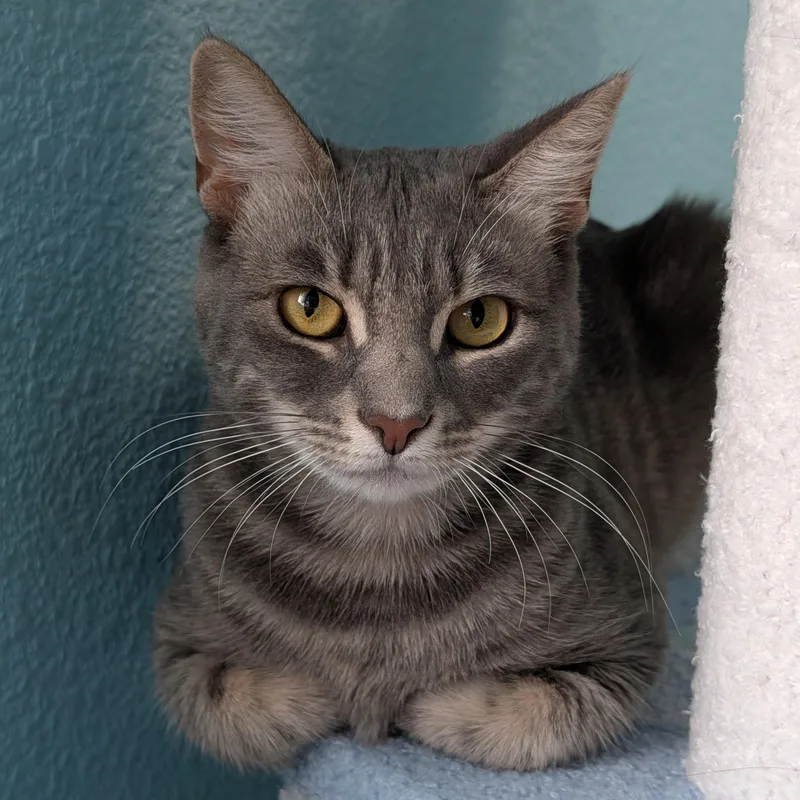 A young medium-sized female Gray / Blue / Silver Domestic Short Hair cat named Morrigan for adoption in Los Altos Hills, CA