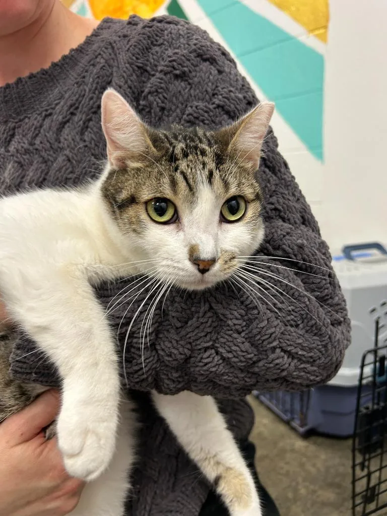 A young small-sized male Domestic Short Hair cat named Eddie for adoption in Thousand Oaks, CA