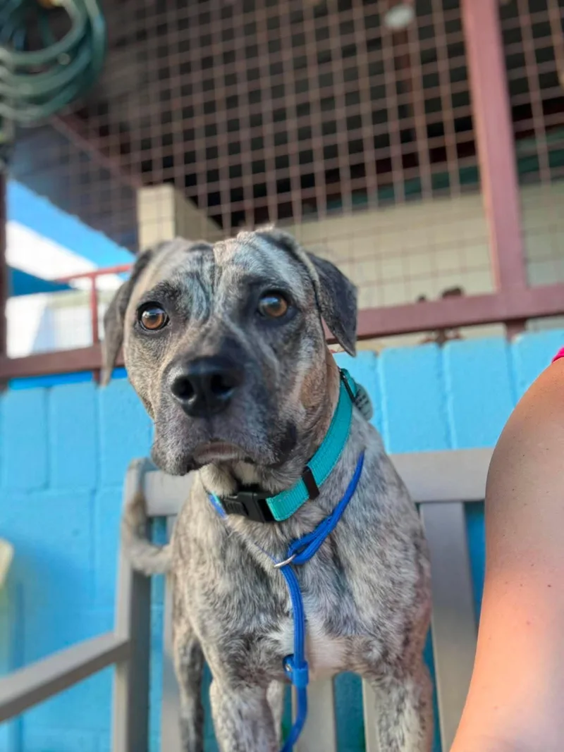 A young medium-sized male Brindle Catahoula Leopard Dog dog named Pizookie for adoption in Phoenix, AZ