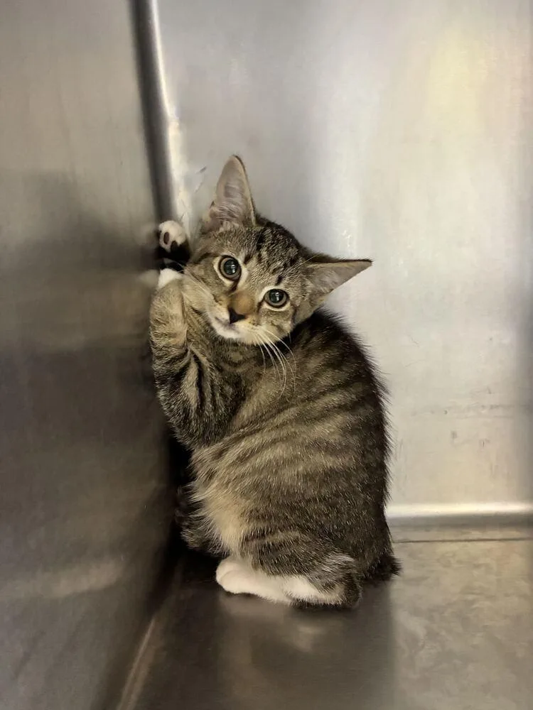 A baby small-sized female Domestic Short Hair cat named Pippy for adoption in Marietta, GA