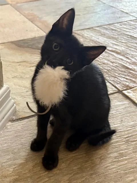 A baby small-sized male Domestic Short Hair cat named Tate for adoption in Tustin, CA