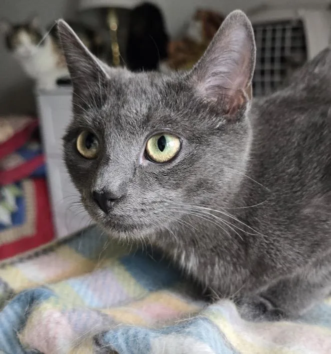 A baby medium-sized female Gray / Blue / Silver Domestic Short Hair cat named Nikki for adoption in Spotswood, NJ