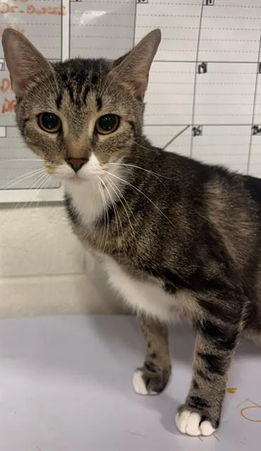 A young medium-sized female Domestic Short Hair cat named Quince for adoption in Upper Marlboro, MD