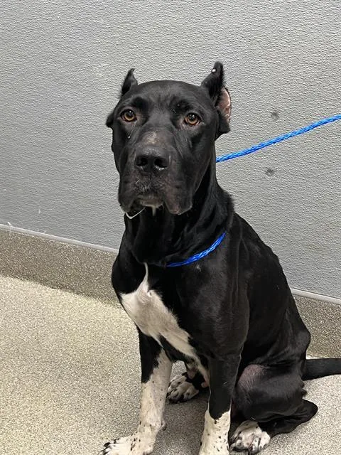 An adult large-sized female Presa Canario dog named Queen for adoption in Las Vegas, NV