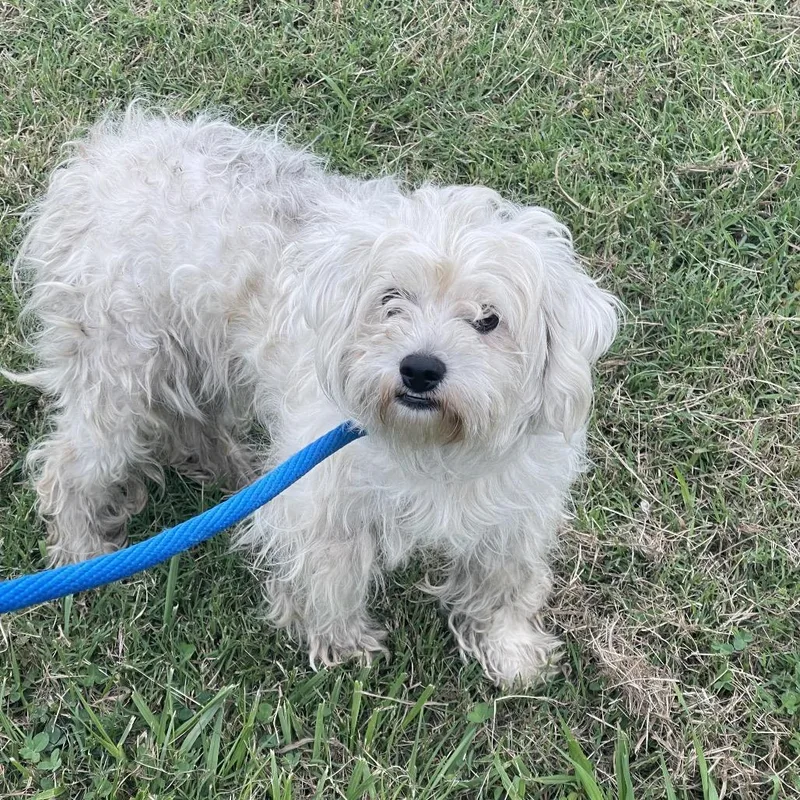 An adult small-sized female White / Cream Maltese dog named Carrie for adoption in Tulsa, OK