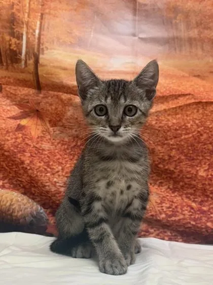 A baby small-sized male Domestic Short Hair cat named Grasshopper for adoption in San Antonio, TX