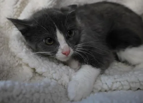 A baby medium-sized female Domestic Short Hair cat named Bessie for adoption in Thief River Falls, MN
