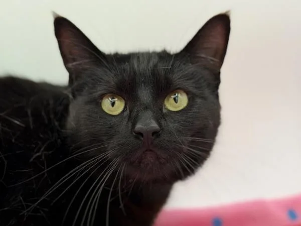 An adult small-sized female Domestic Short Hair cat named Penelope for adoption in Portland, OR