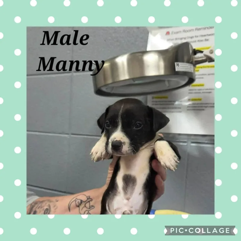 A baby medium-sized male Black Pit Bull Terrier dog named Manny for adoption in Ringwood, NJ