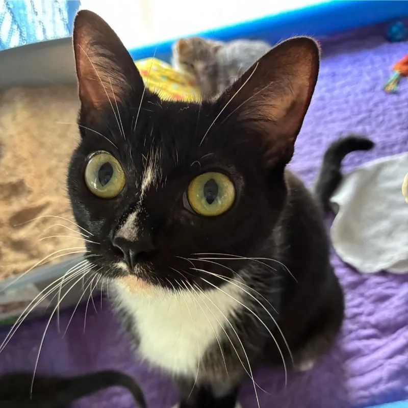 A young small-sized female Black Domestic Short Hair cat named Shadow for adoption in Blairsville, GA