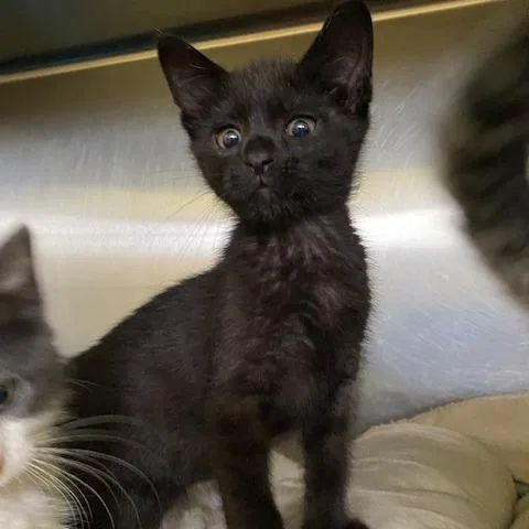A baby small-sized male Black Domestic Short Hair cat named Void for adoption in Dayton, OH