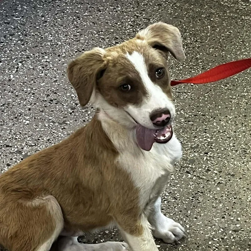 Crazy Joe thumbnail 2