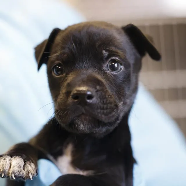 A baby small-sized male Labrador Retriever dog named Alfred for adoption in San Antonio, TX