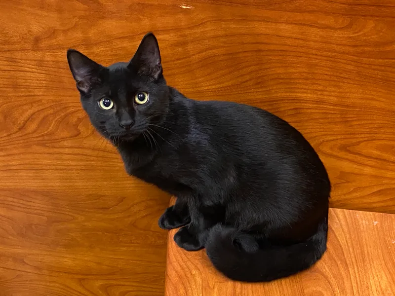 A young small-sized male Black Domestic Short Hair cat named Freeway for adoption in Beaumont, TX