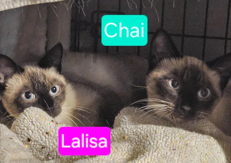 A baby medium-sized female Domestic Short Hair cat named Lalisa for adoption in Shell Lake, WI