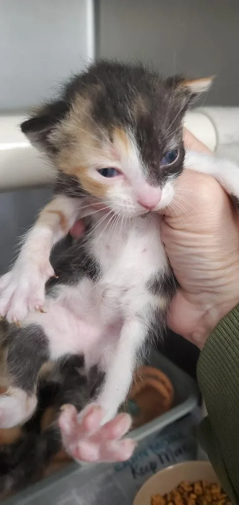 A baby medium-sized female Domestic Short Hair cat named Renee PA for adoption in Denham Springs, LA