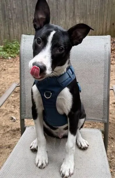 A young medium-sized male Black Australian Cattle Dog / Blue Heeler dog named Moe for adoption in Farmingville, NY