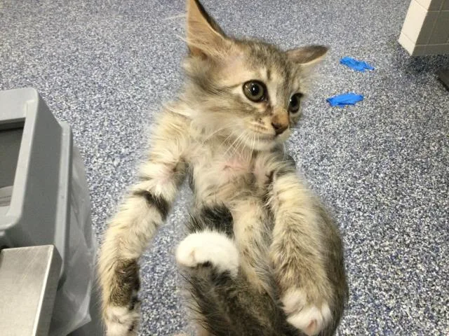 A baby small-sized male Domestic Long Hair cat named Artemis for adoption in Thousand Palms, CA