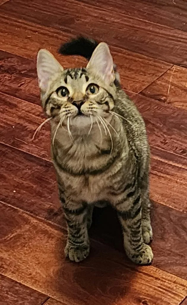 A baby small-sized female Domestic Short Hair cat named Fuzzy Buzzy for adoption in Ellijay, GA