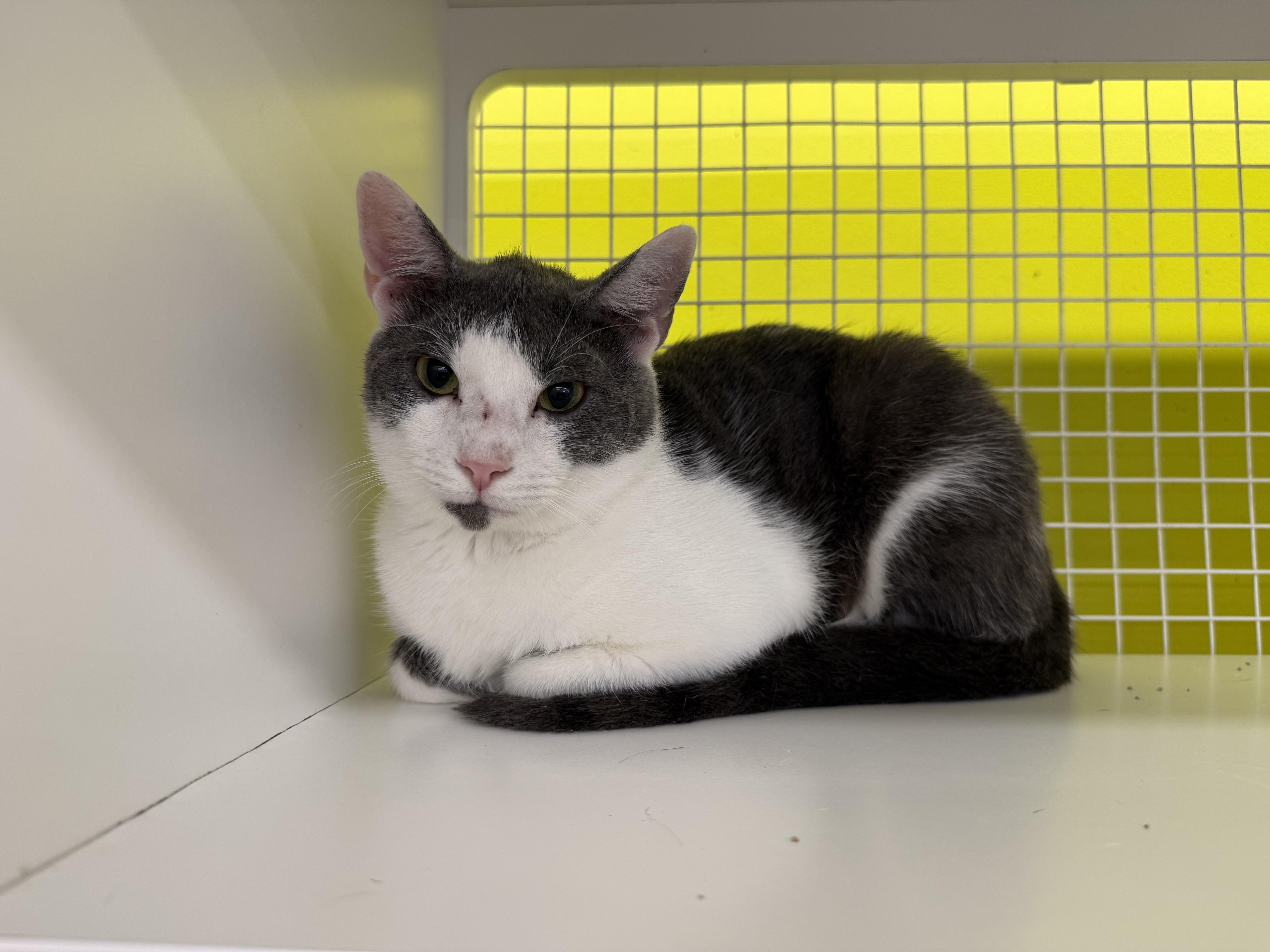 A young medium-sized male Gray & White Domestic Short Hair cat named Oliver for adoption in Intercession city , FL