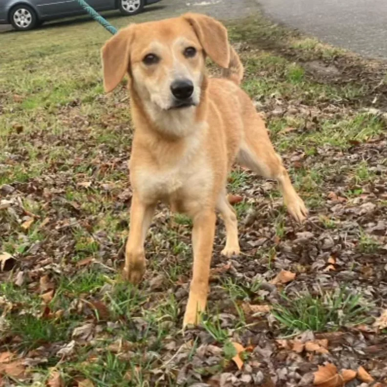 A young small-sized female Yellow / Tan / Blond / Fawn Shepherd dog named Kira for adoption in Falls Church, VA