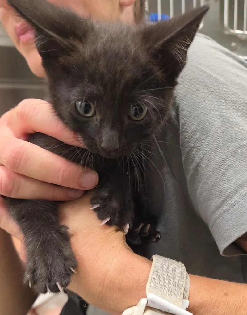 A baby small-sized male Domestic Short Hair cat named Kodak for adoption in Twentynine Palms, CA
