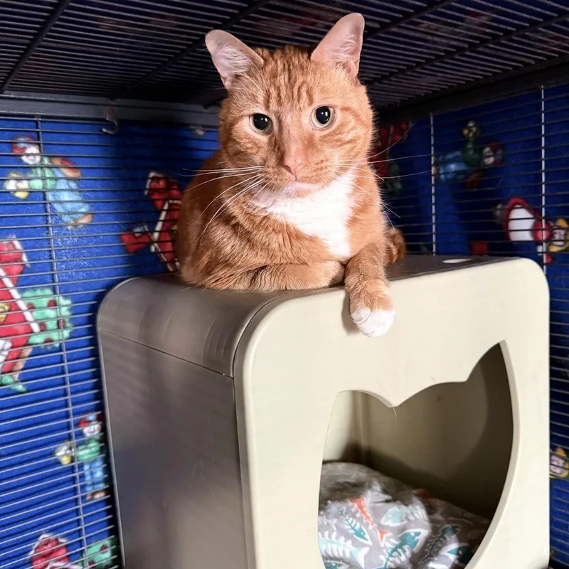 An adult medium-sized male Domestic Short Hair cat named David for adoption in Crofton, MD